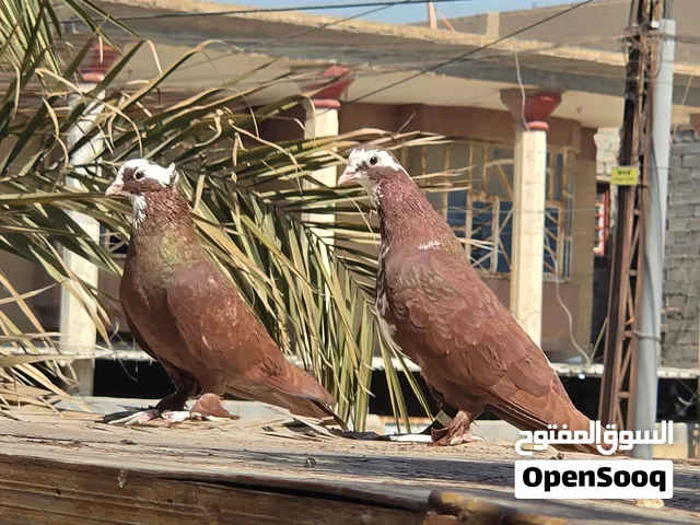 زوج حمر امايات