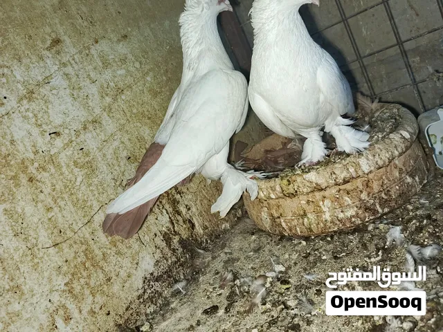 جوز بلونيات شغالات