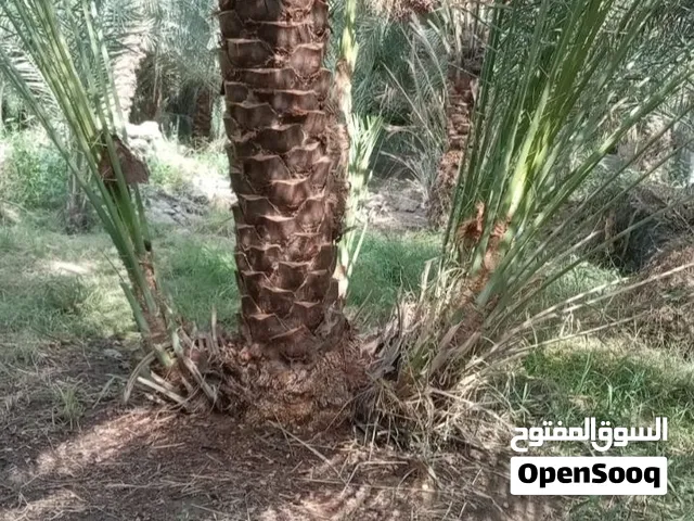 بيع صرم نخيل +نفيعه+ حنضل +هصاص