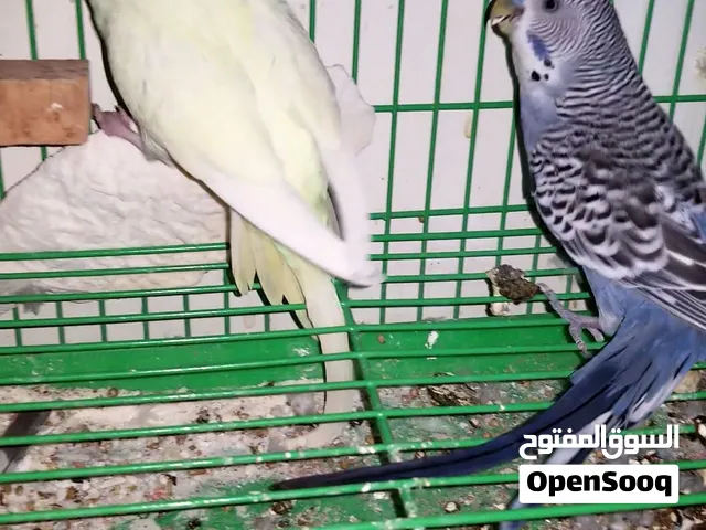 للبيع: طائر بادجي طفرة مميزة (كريمينو Creamino)