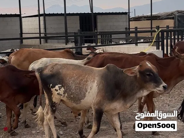 ب 220 ريال فقط عرض حتى نفاد الكميه عجال اثيوبيات فرصه الي يريد يربي للأعياد