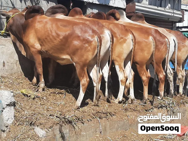 ابقارمروعي وبلدي