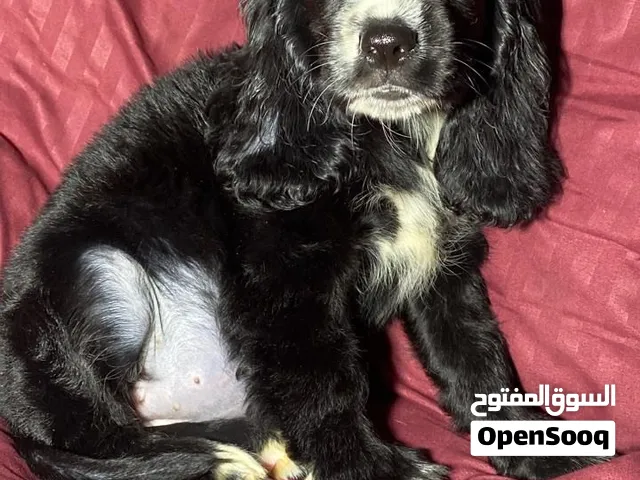 Cocker spaniel for sale