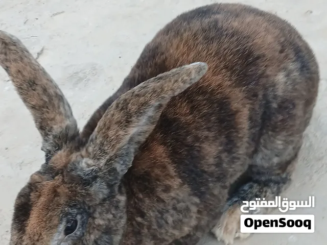 ارنب ركس تايقر