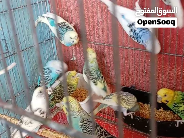 جواز حب ع وجه شغل