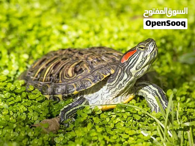 سلاحف برمائية حمراء الأذن عدد 2 مع حوض وفلتر  للبيع لعدم التفرغ