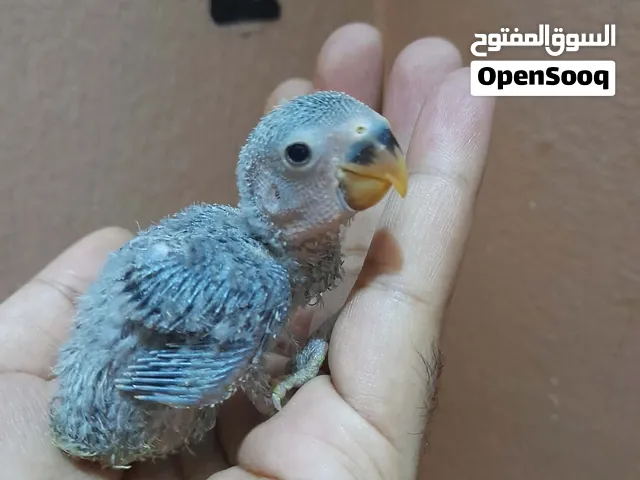 فرخ روز فايلوت وايت فيس غر ومتعود ع الغر بسهوله(Rose)