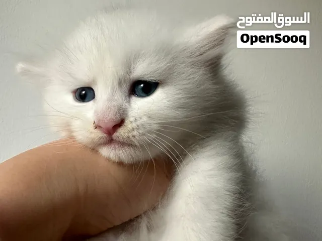 Persian kittens male and female قطط شيرازي ذكور وإناث