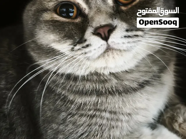 Scottish Fold Mating Available 1 year old, Gray coated Male Cats  well maintain Heath Condition,