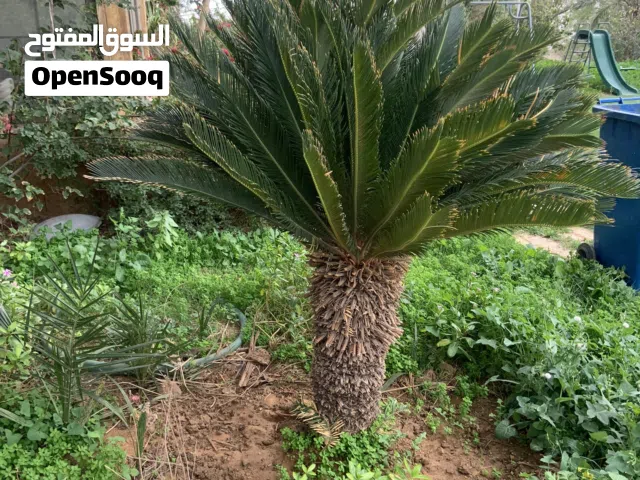 شجر سيكاس عمر 10 سنوات