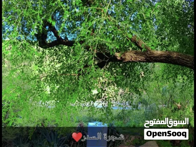 مطلوب أشجار سدر
