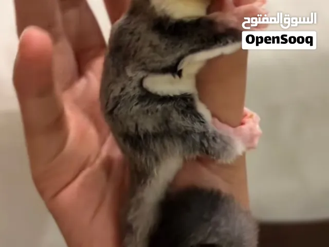 للبيع زوج شوغر غلايدر وايت فيس بالسالمية