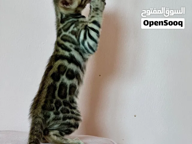 Pure bengal kittens