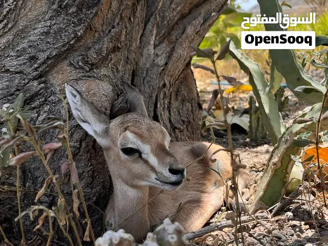 غزال للبيع
