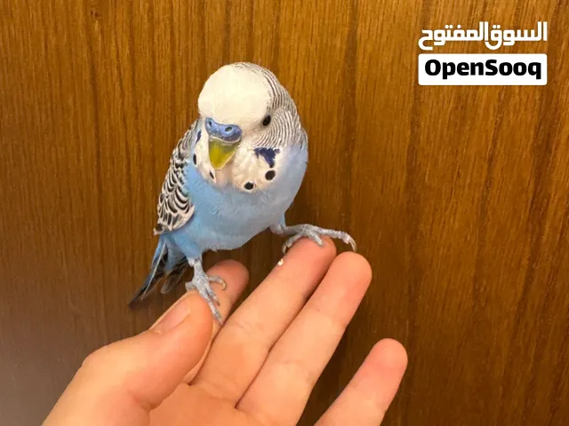عصفورين بادجي استرالي 25 دينار مع قفص