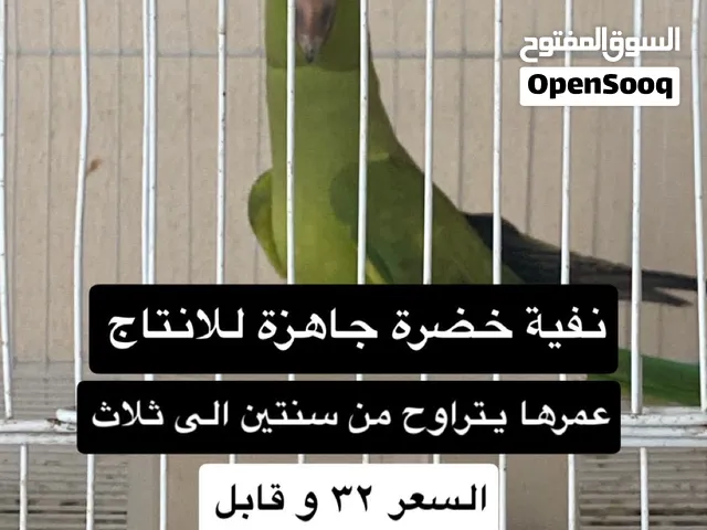 متوة نفية خضرة جاهزه للإنتاج