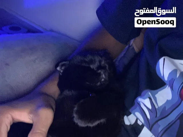 الأنثى نوعها سكوتش فولد اصل الذكر سكوتش ستريت اصل