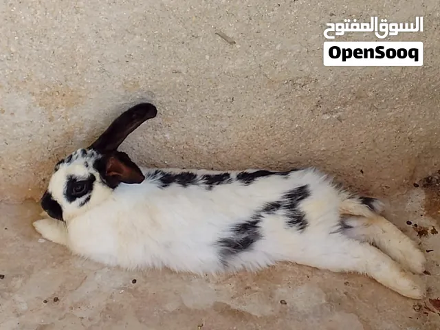 موجود ثمان ارانب للبيع