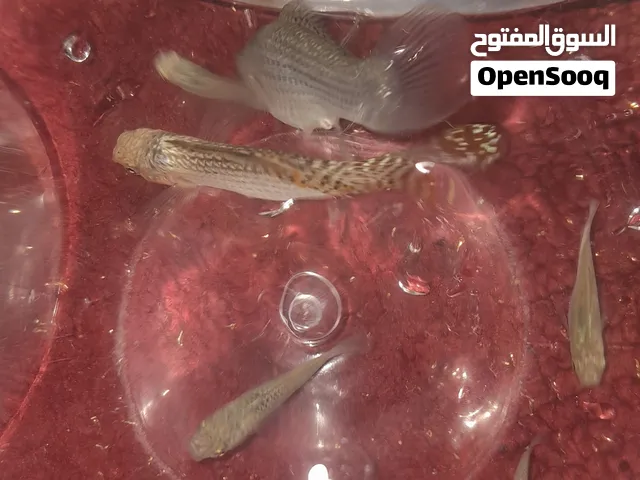 حوت متوفر كميه ب2دينار الحوته جمله