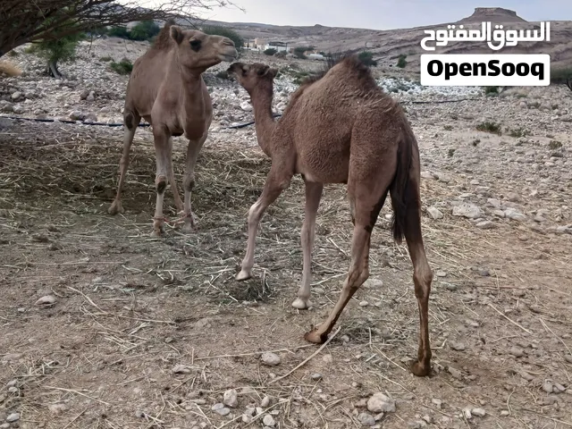 ناقه تحتهابكره للبيع
