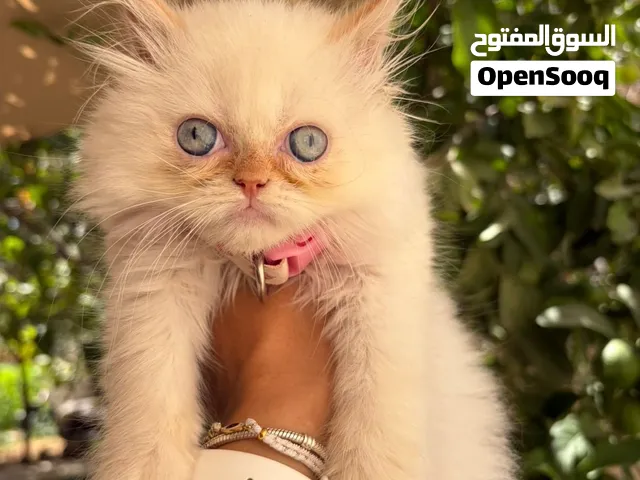 قطه انثى بيكي فيس