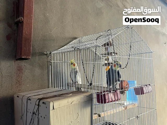 عصفور كوتيل