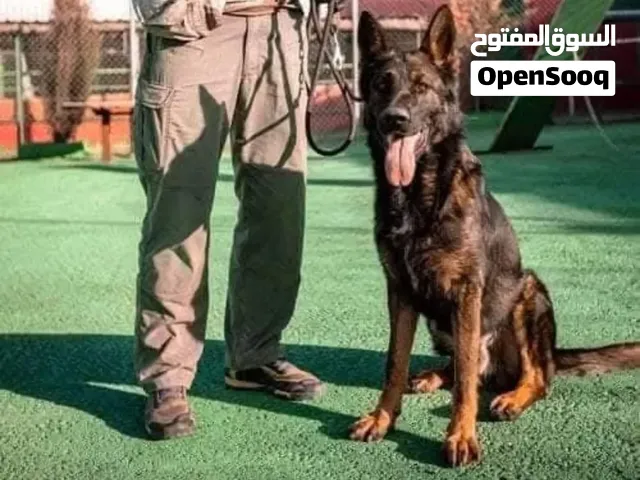 بت زون لتدريب الكلاب وفندق للكلاب نستقبلكم بفرعينا المطار قريه الحجره وزيزيا بعد جسر المطار