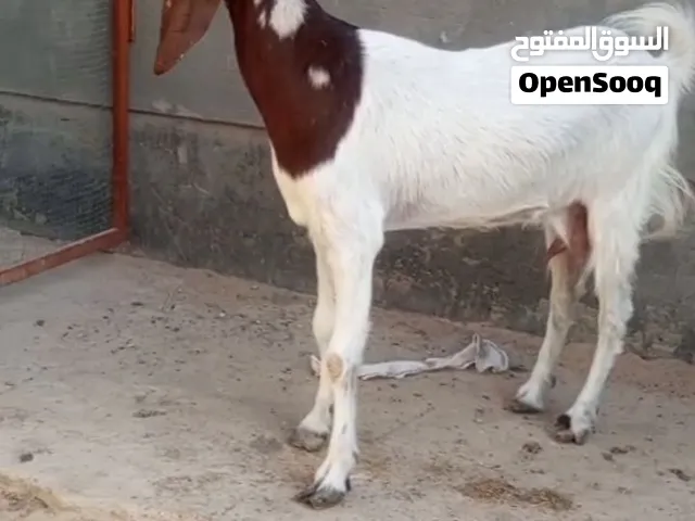 السلام عليكم صخول ثنين للبيع ثنينهن يفار كل وحده جايبه بطن واحد واحد ضروبت افقاني والثانيه شاميه اصي