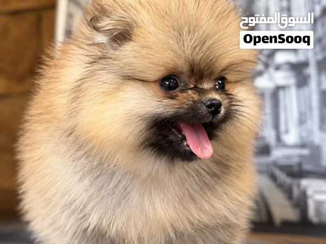 teacup pomeranian 75 days
