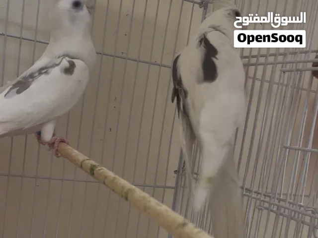 متاح زوجين زوج كريم فيس زوج مسوبع زنجيل شرط لنتاج كلمن سعره مال بيت مفيهن وتصويرهن موجود تعال خاص وت