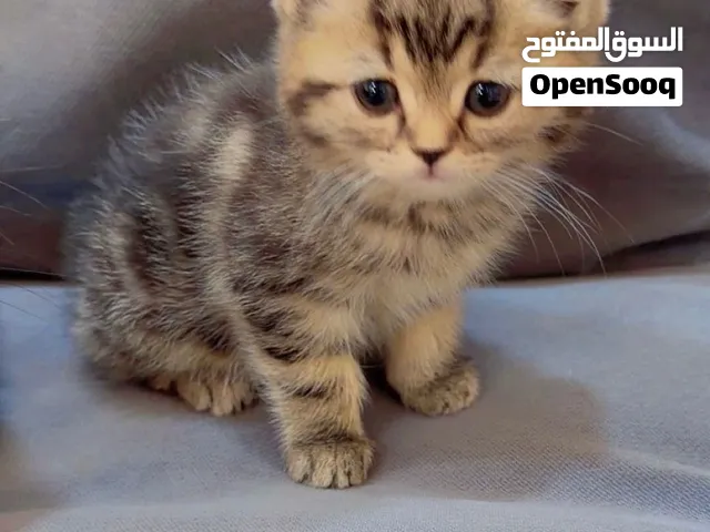 سكوتش فولد