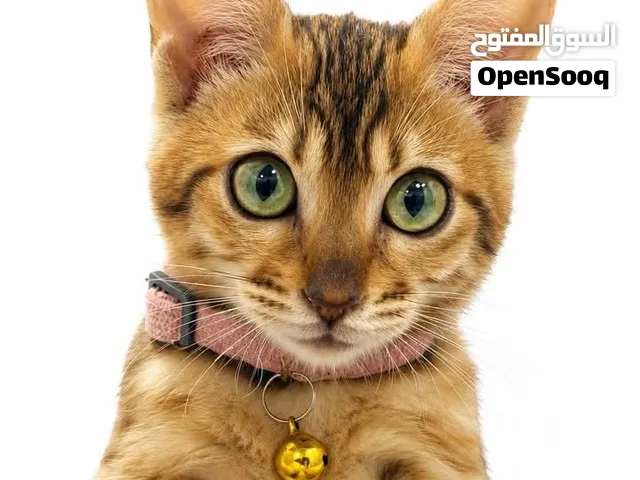 قط بنغال انثى