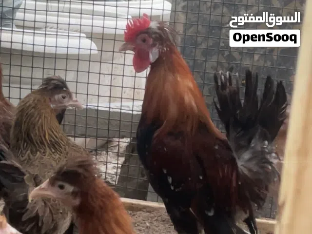 سلام عليكم