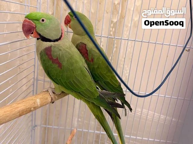 للبيع جوز ببغاء درة نيبالي (كاساندرا) جامبو– ثوب كامل