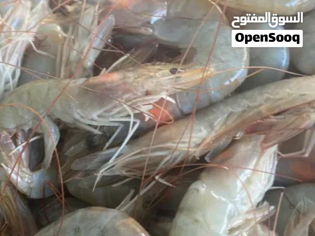 حبار روبيان دشن سيفود صدف محار قواقع مالح عوال سمك مالح أسماك دوك. الدوح