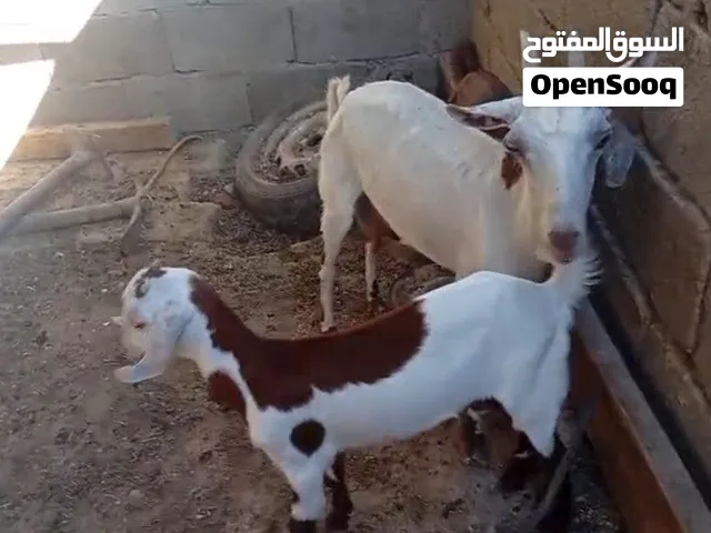 متاح صخول نثايه ثنين وفحل لبيع سعر 500 العنوان لبصره لحكيميه