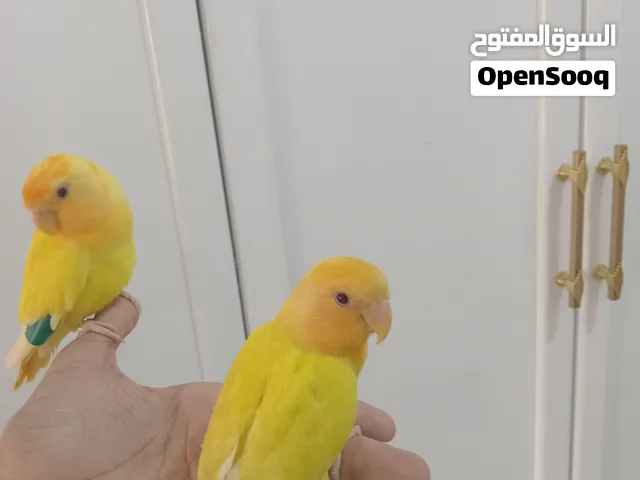 روز اليف متدرب