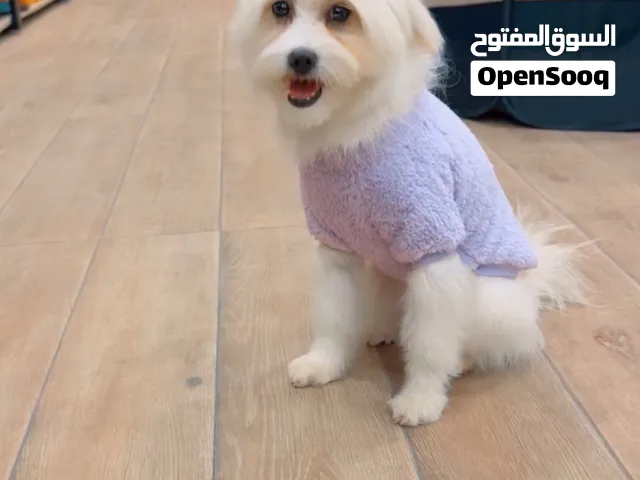 كلب انثى مالتيز