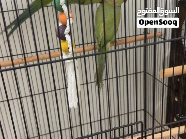 طيوره الدره العمر سنة او اقل وصحتهم جيده فاحصينهم من شهر مافي امراض حمدالله ذكر وأنثى موجود غير اليف