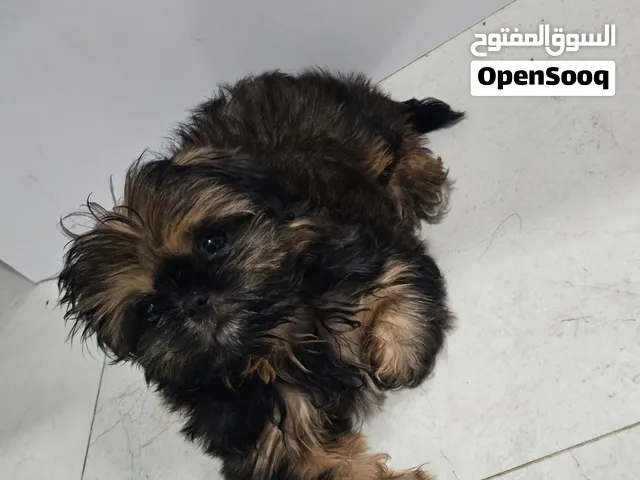 شيتزو للبيع