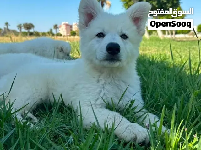 RARE WHITE GERMAN SHEPHERDS FOR SALEEE كلاب وايت جيرمن شيبرد للبيع
