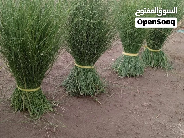 مرخ جنوبي طازج اخضر وطري