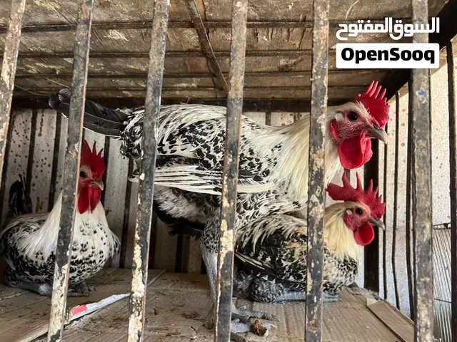 ابغى ديك للبيع