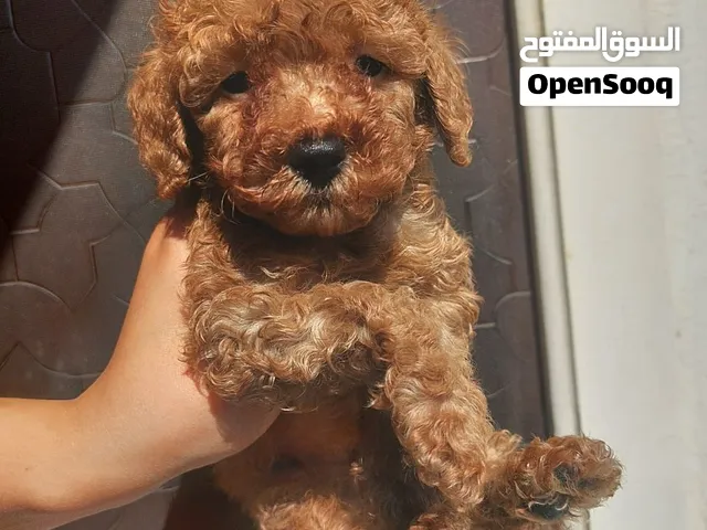toy poodle
