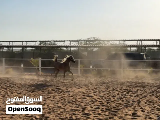 فلو مصري واهو