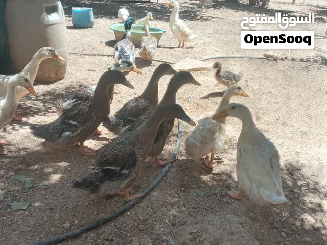 بط بياض بالزوج للبيع والسعر للزوج 10دينار نهائي لعدم الاحراج والمفاصله