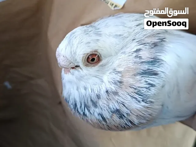جوز صوافه للبيع