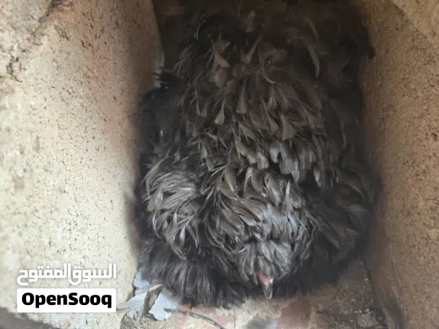 دجاج مليف طفرة منتج الله يبارك