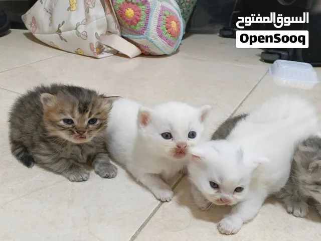 Kittens for adoption قطط للتبني