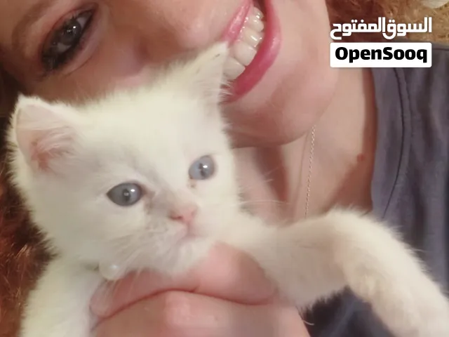 كتن شيرازي بيور الام والاب. القطتين معآ ب 600 درهم